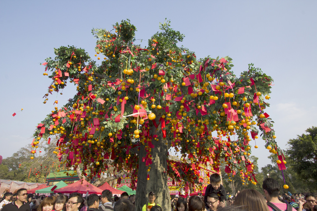 wishing tree 3