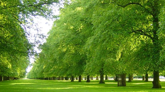 bushy park