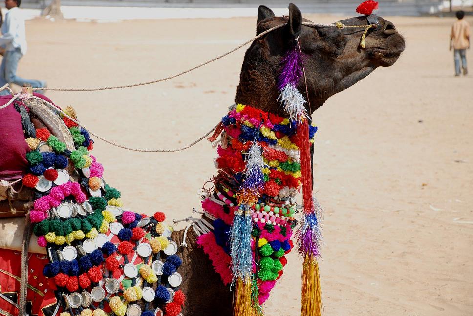 5 Reasons To Visit Pushkar Fair