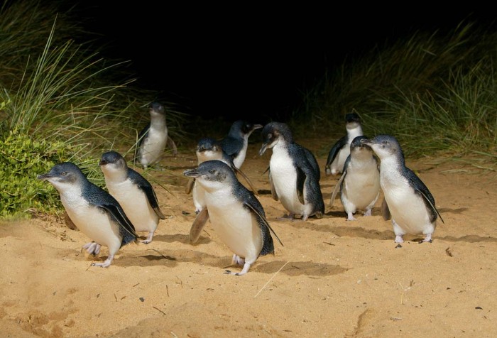 penguin parade