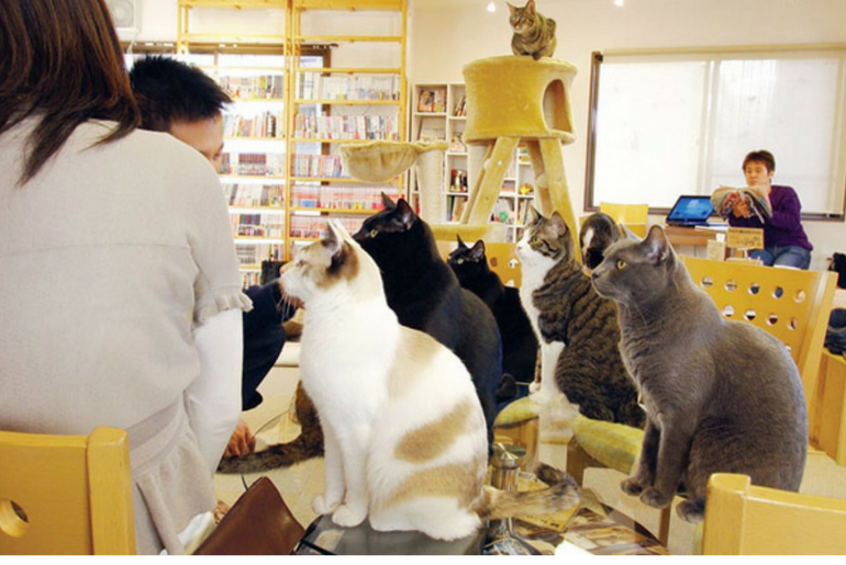 Cat Cafe Nekorobi, Tokyo