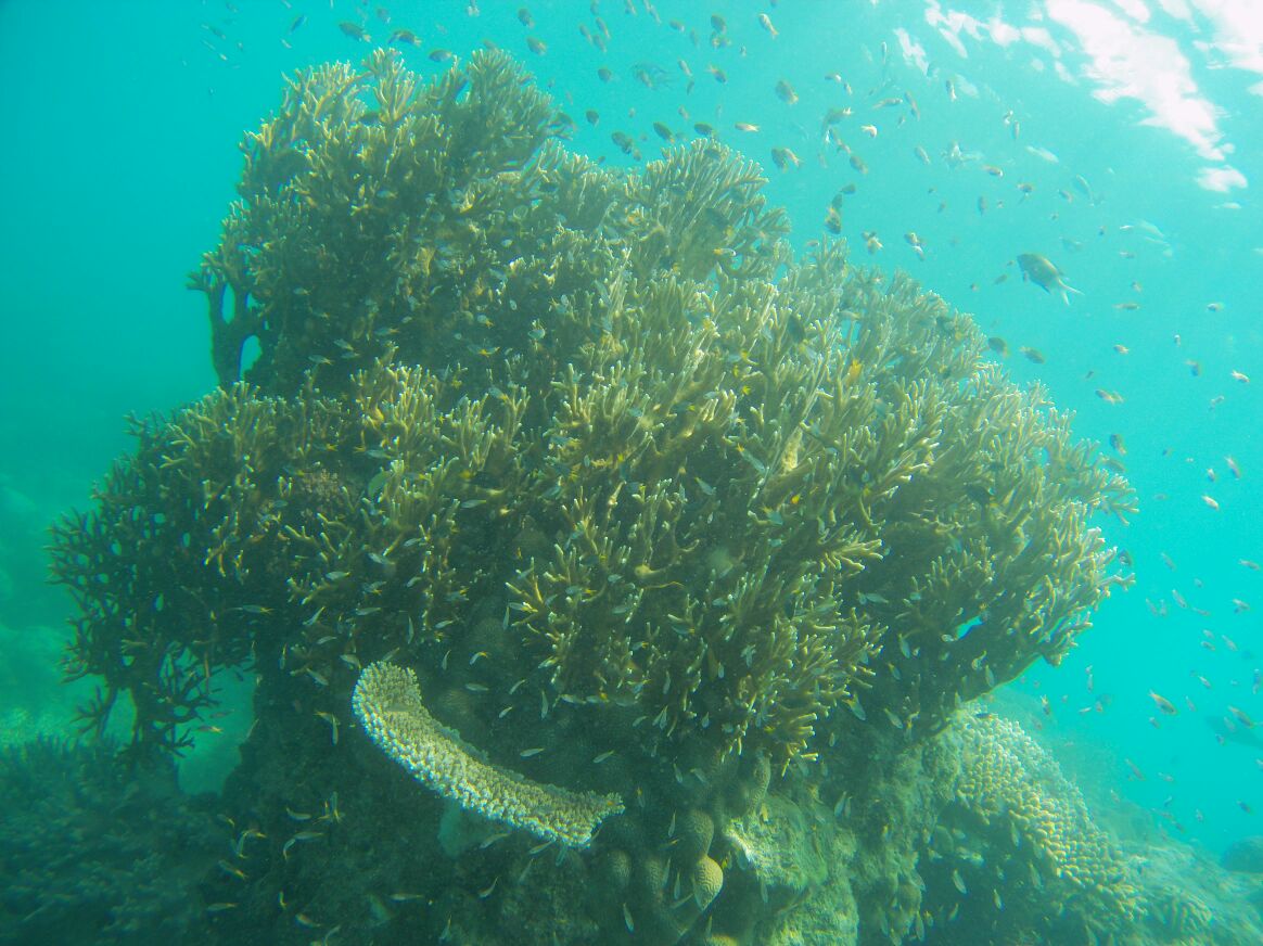 One of the corals in the Outer Reef