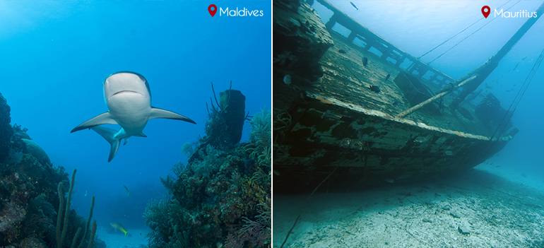 Marine Life: Maldives vs Mauritius