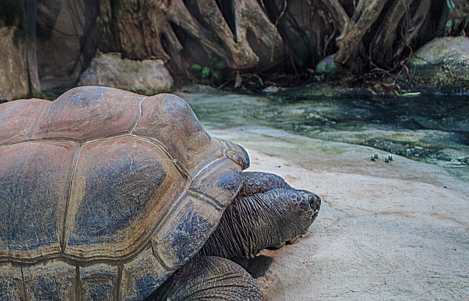 Giant Turtles
