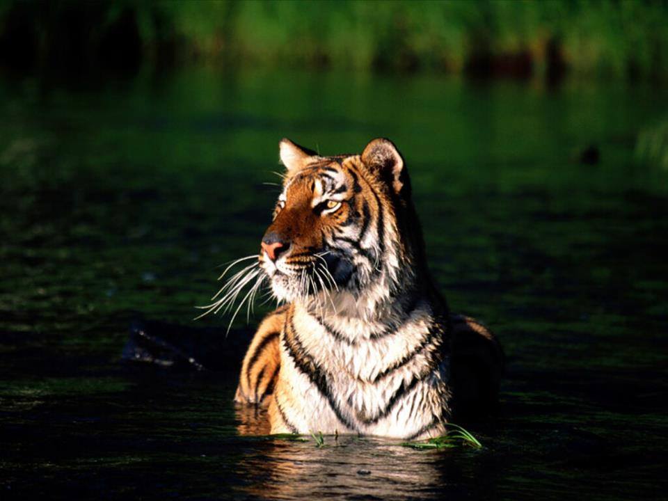 Take A Wildlife Safari In The Sundarbans, The Largest Mangrove Forest In  The World