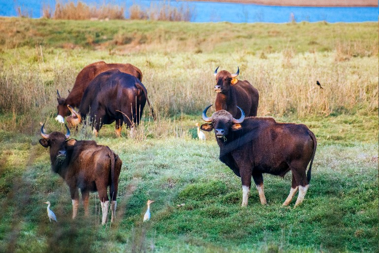 Odisha Sanctuaries