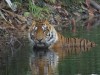 Here’s How To Choose The Best Jungle Safari In Madhya Pradesh