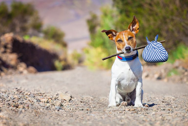 This Website Lets You Stay For Free If You Agree To Take Care Of Other People’s Pets