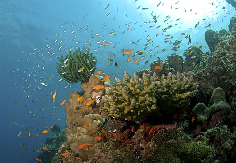 The Coral Reef at Havelock Island