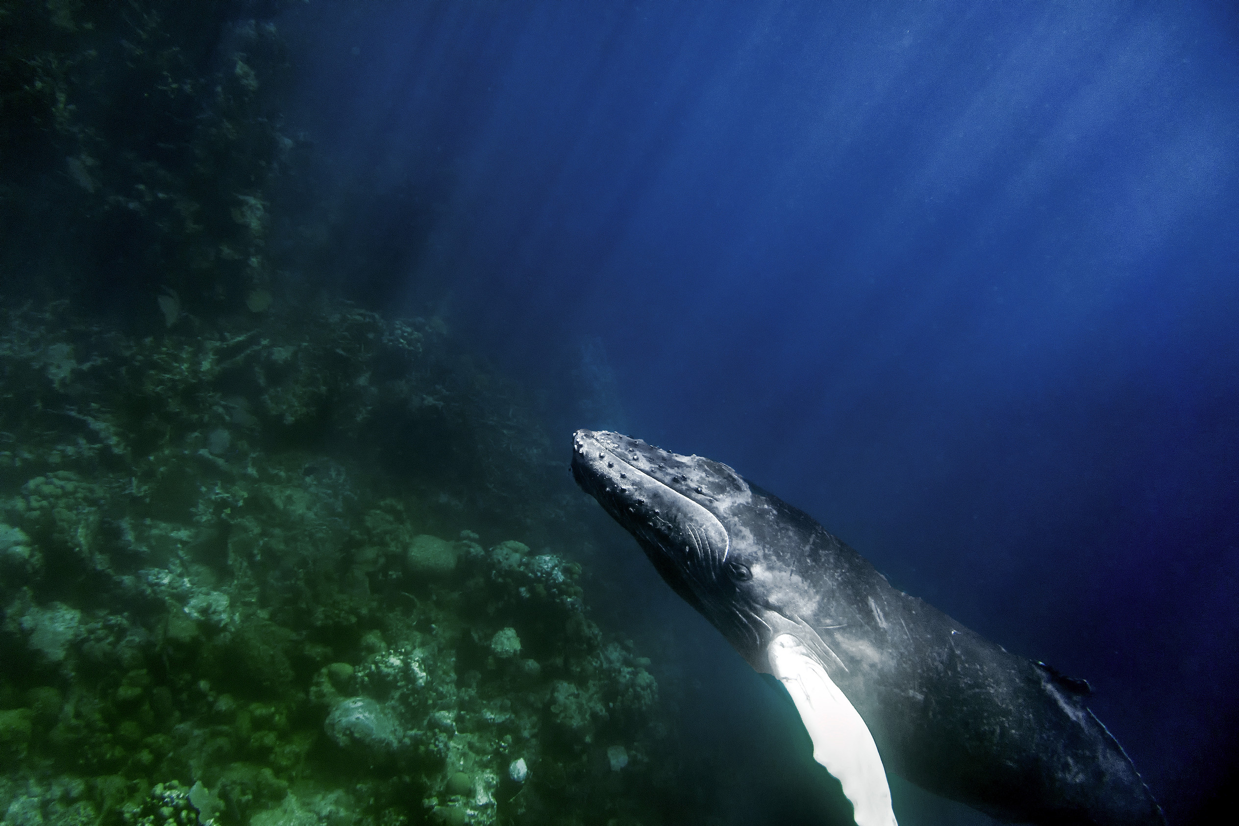 Humpback_whale_by_Christopher_Michel