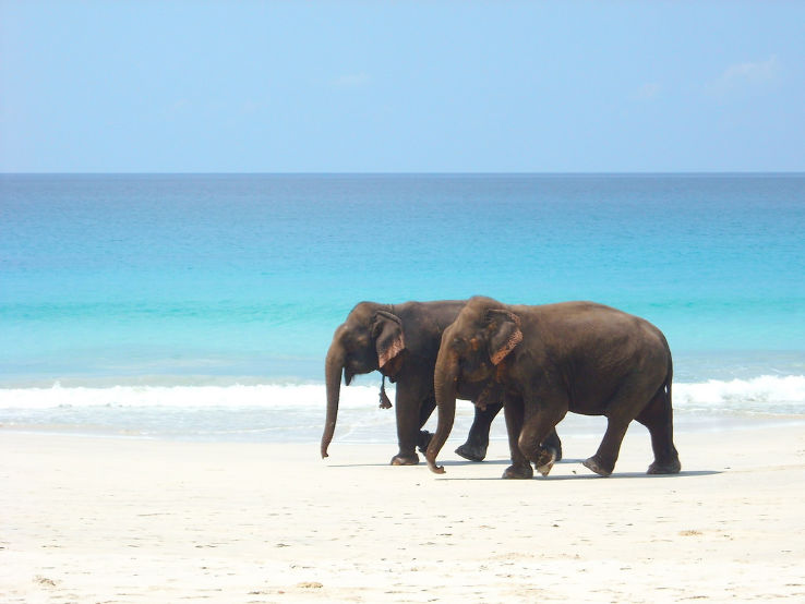 Elephant Beach At Havelock Island