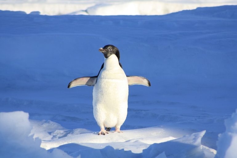 penguin-Antarctica