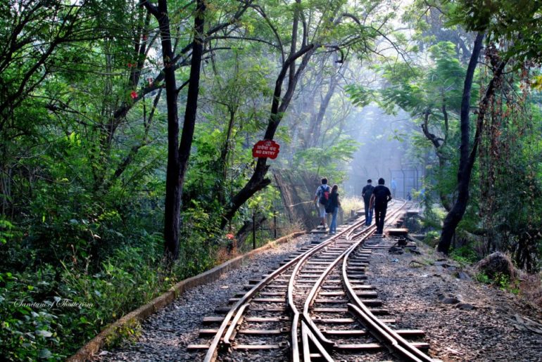 Sanjay Gandhi National Park - Curly Tales