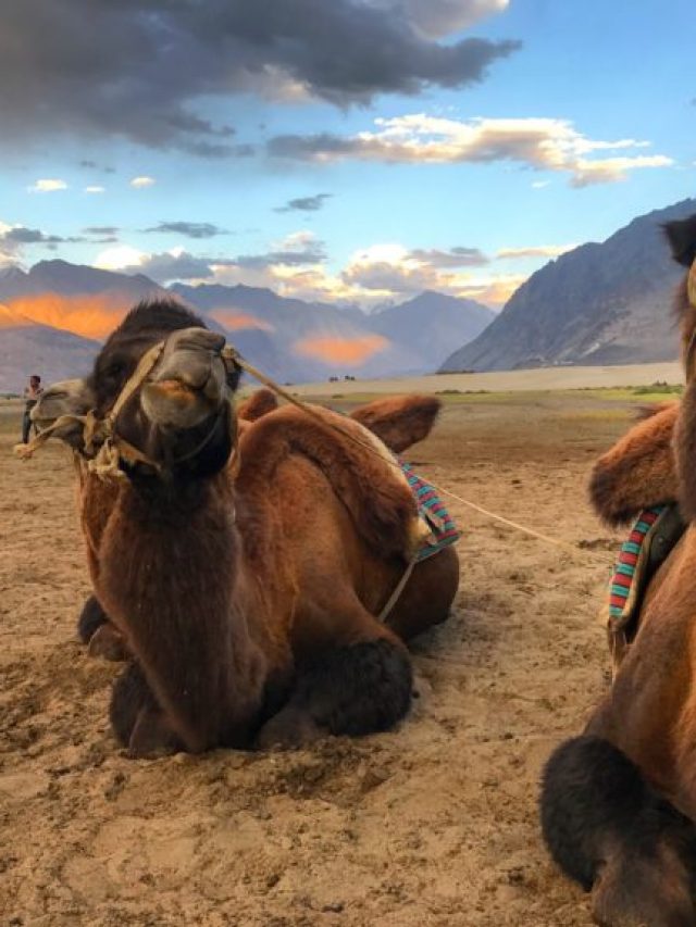 Bactrian Camel, Nubra Valley