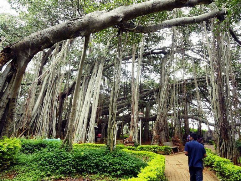 The Great Banyan Tree in Howrah Looks Like One Dense Jungle!