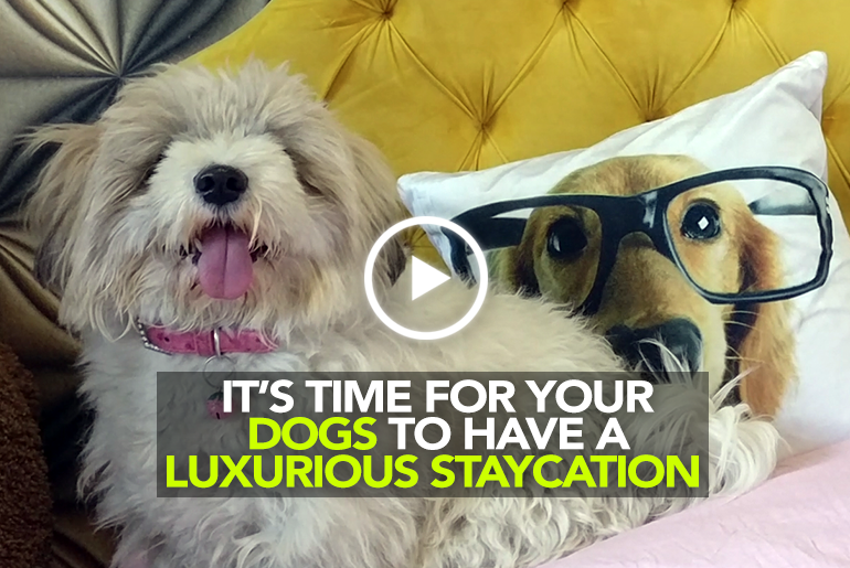 Now Even Your Pets Can Enjoy A Luxurious Staycation In Delhi NCR