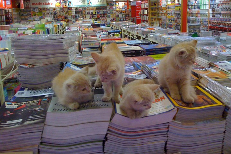 cat store