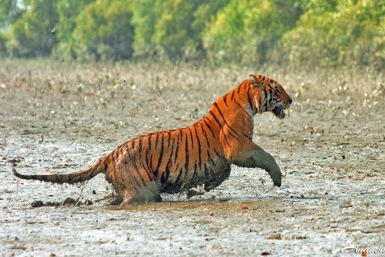 Take A Wildlife Safari In The Sundarbans, The Largest Mangrove Forest ...