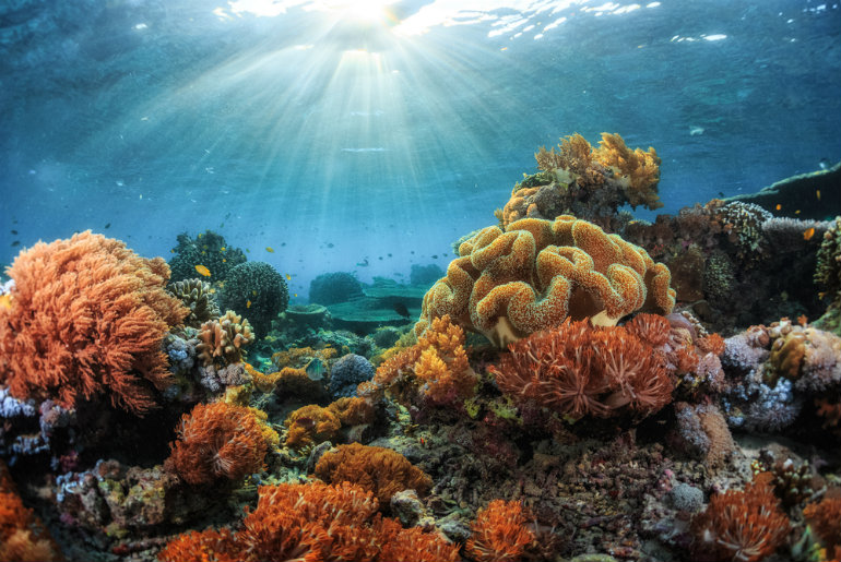 UAE Is All Set To Get The World’s Largest Coral Reef Park