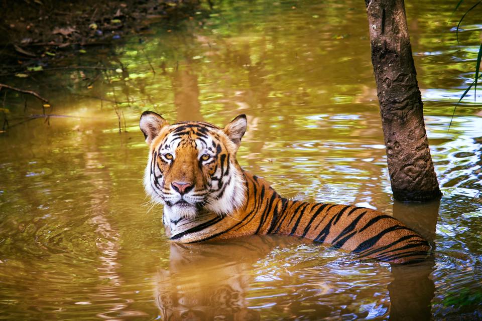 Get To See 1300 Species Of Animals At Bannerghatta National Park
