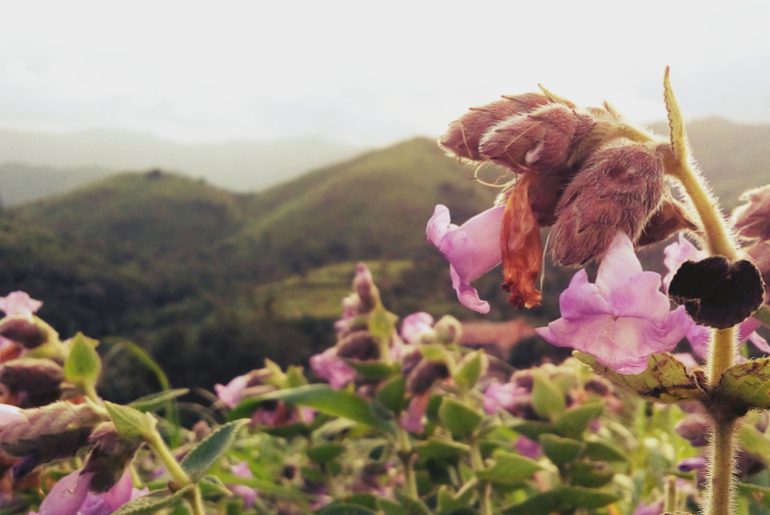 Pack Your Bags & Head To Munnar As The Neelakurinji Are In Full Boom After 12 Years!