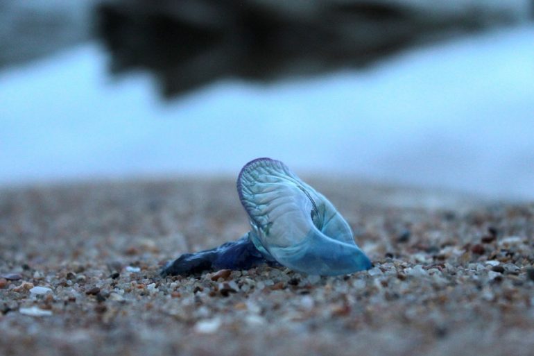 Blue Bottle Jellyfish Have Made Their Way To Mumbai’s Beaches Stinging Over 100 People