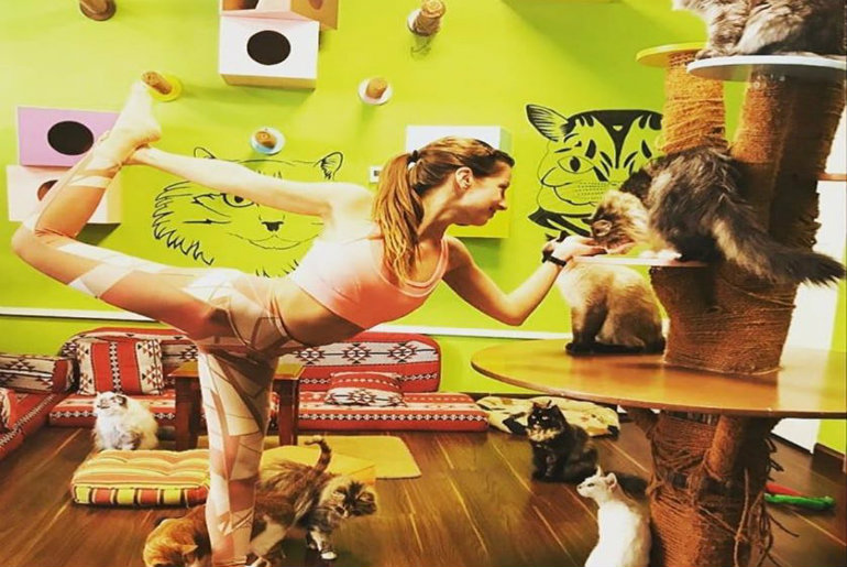 This Cat  Cafe  In Dubai Is Doing Yoga With Cats  On August 