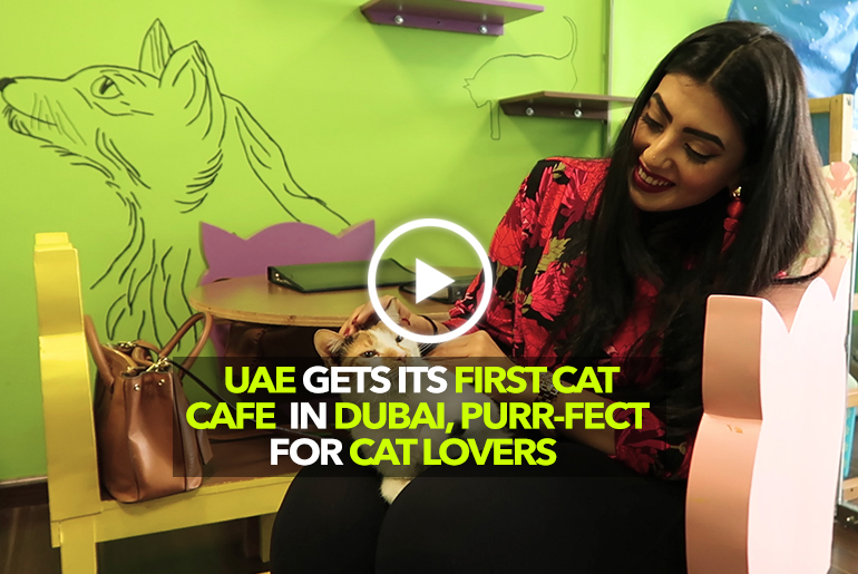 Dubai Gets Middle East’s First Cat Cafe & It’s ‘Purrfect’