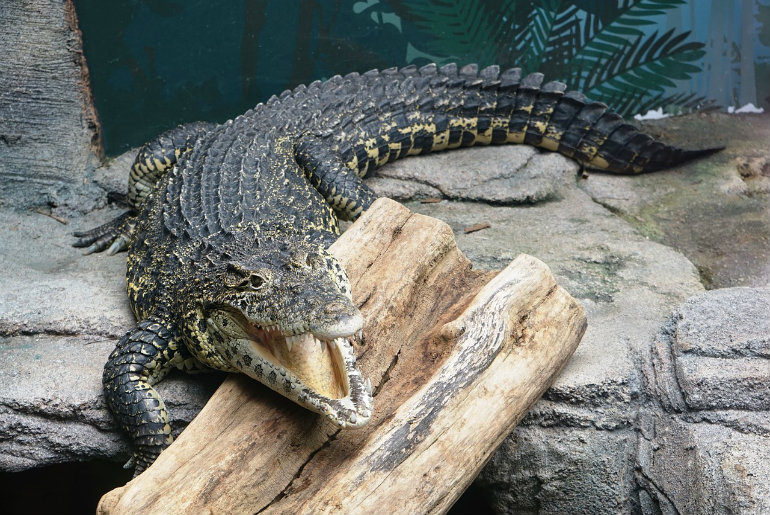 You Can Now Feed Crocodiles At This Zoo In UAE