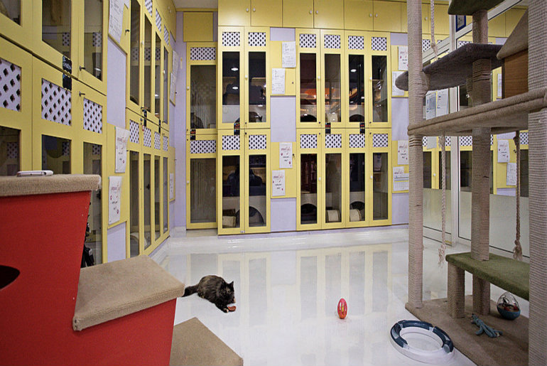Urban Tails Is The Ultimate Luxury Pet Destination