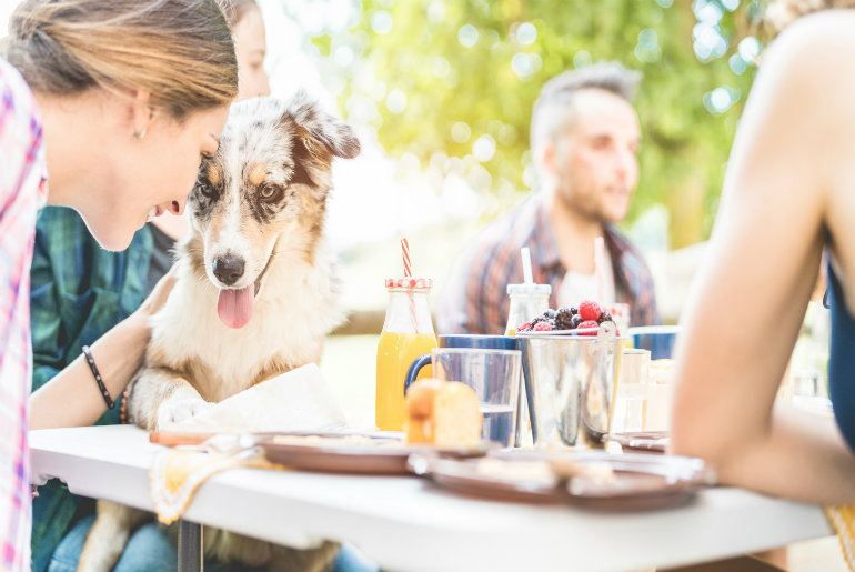 Urban Bistro Launches Doggy Brunch Every Friday