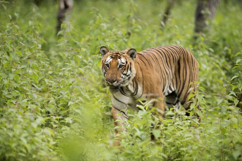 Visit Bandipur National Park For A Perfect Getaway