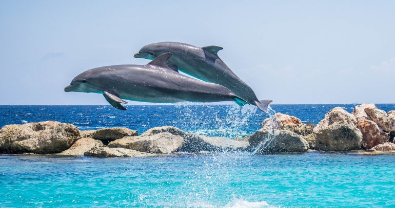 Rare Dolphins Spotted Near Bandra-Worli Sea Link