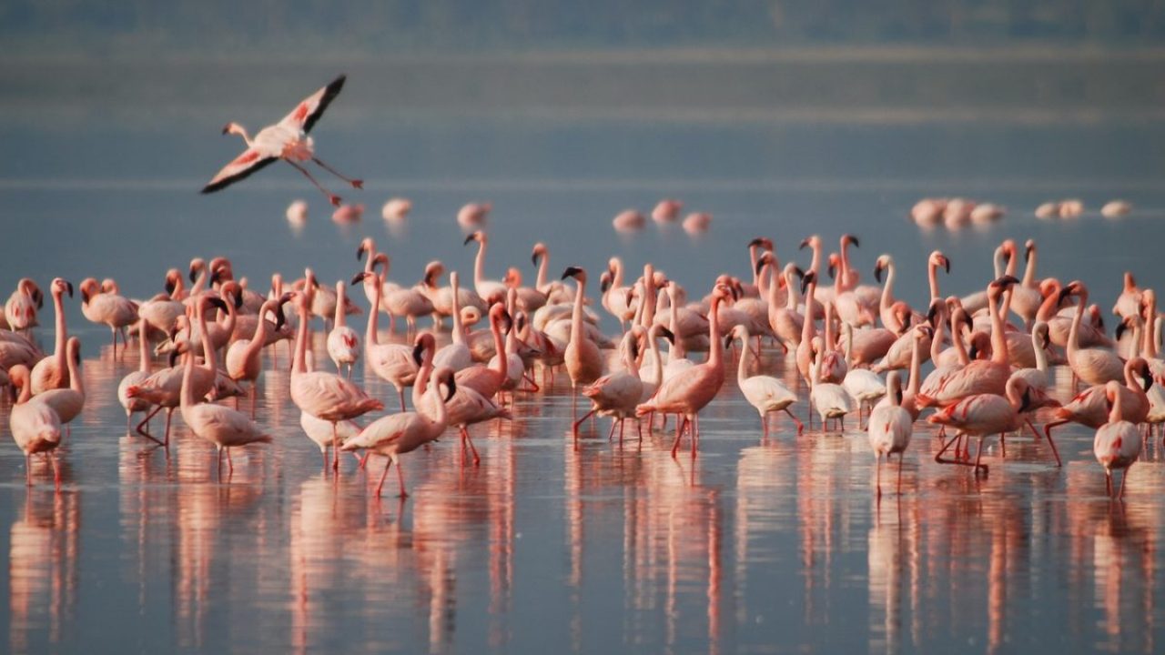 flamingos-1099071_1280-