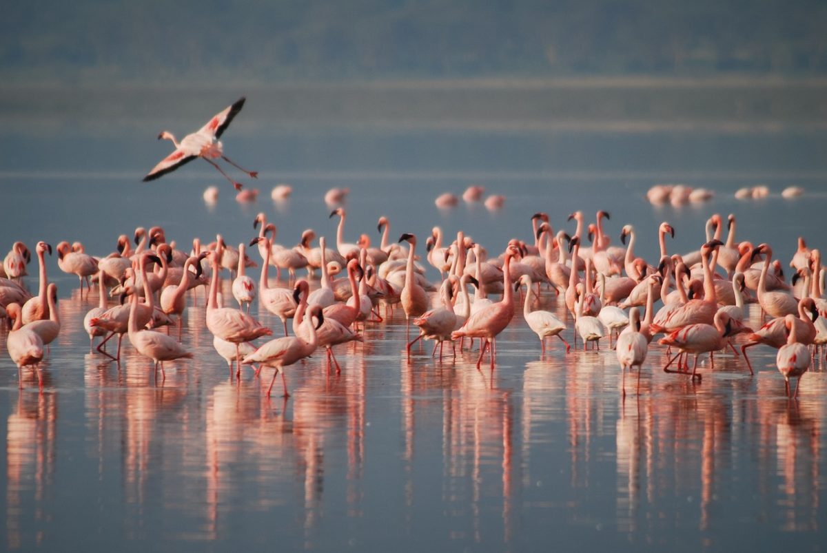 Flamingo Spotting Guide In Mumbai: 4 Places To Watch The Pink Beauties