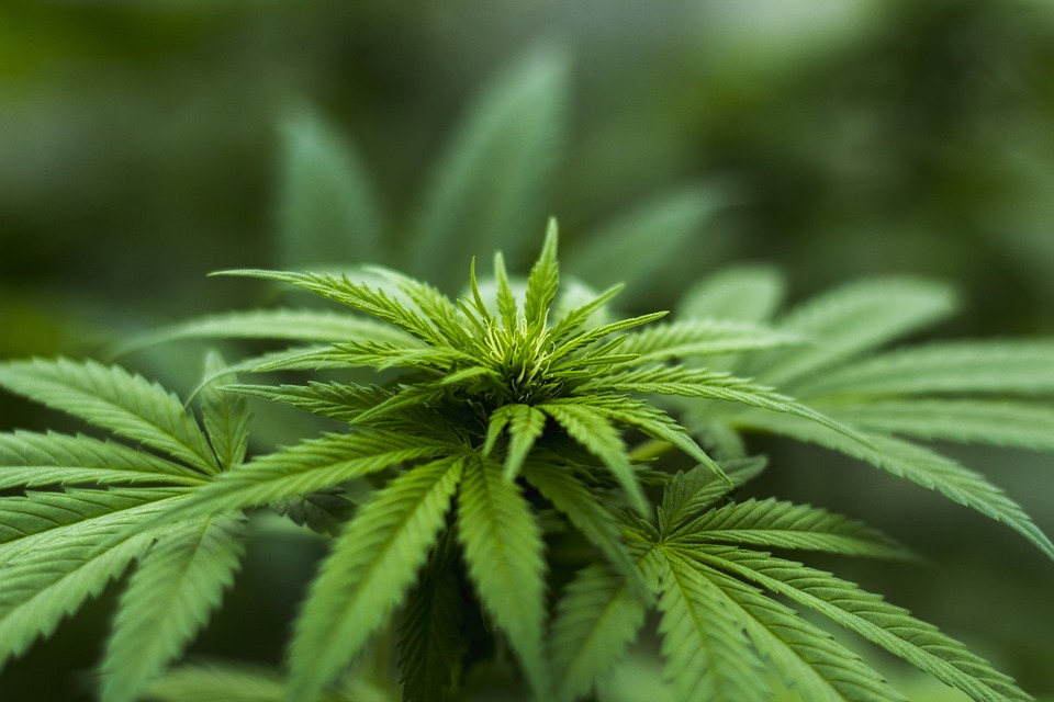 Uttarakhand legalizes marijuana cultivation