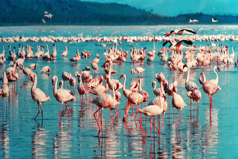 Spot Flamingos At Ras Al Khor Wildlife Sanctuary