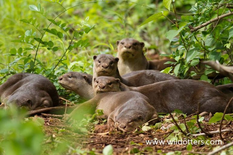Goa’s Otter Island Is Its Best Kept Secret