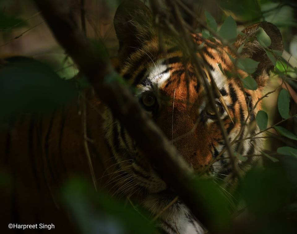 bandhavgarh