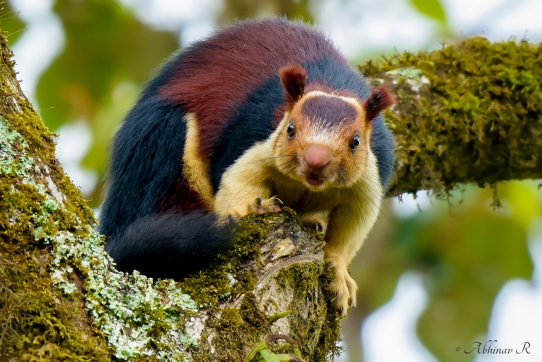 Did You Know? There Are Rainbow Colored Squirrels In India