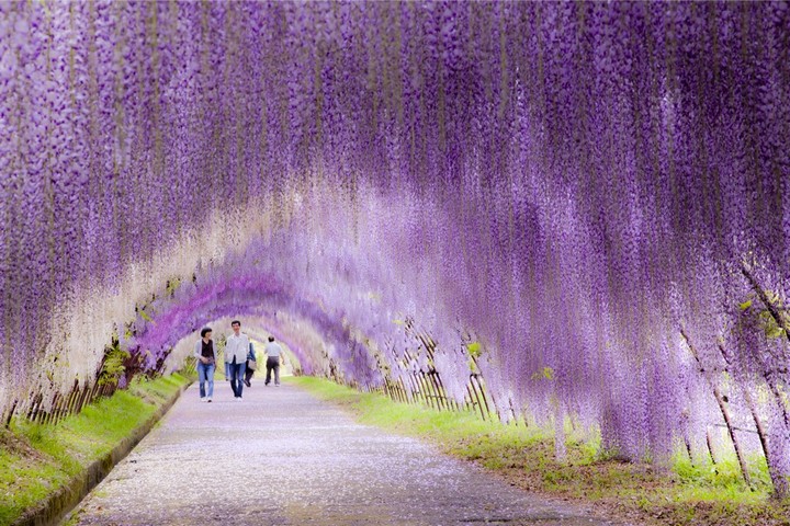 Japan’s Wisteria Tunnels Are More Magical Than Its Cherry Blossoms