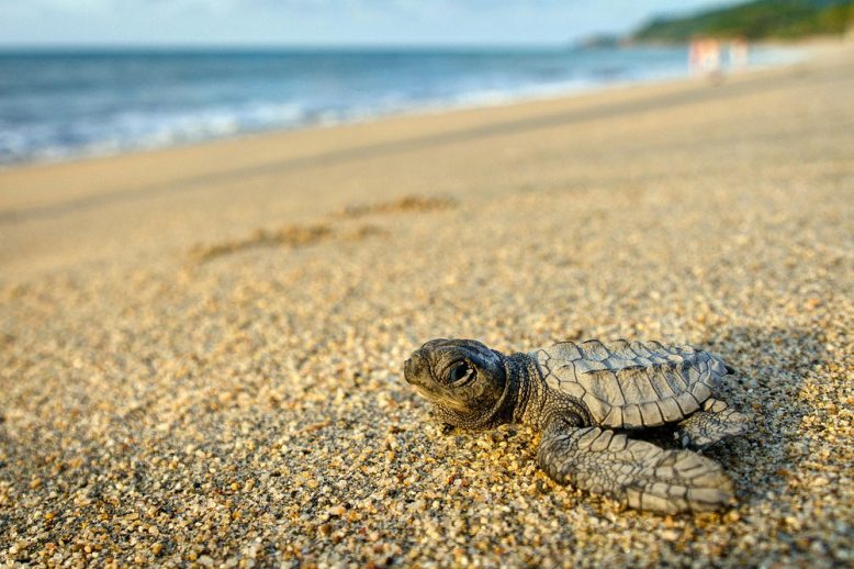 Olive Ridley Turtles Are Hatching In Konkan!