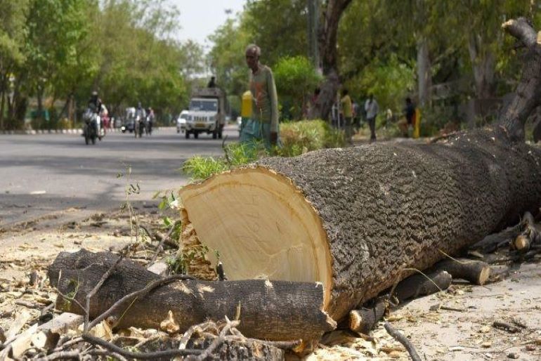 Mumbai-Ahmedabad Bullet Train Project To Cut 54,000 Mangrove Trees