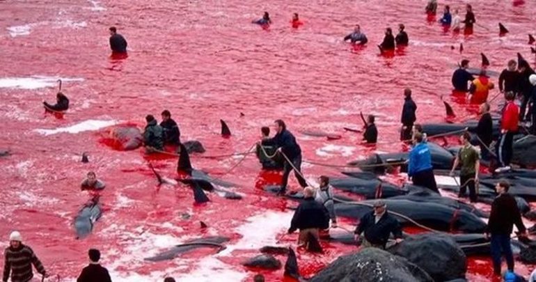 Denmark’s Gruesome Mass Whale Slaughter Ritual, Grindadráp Enrages The World