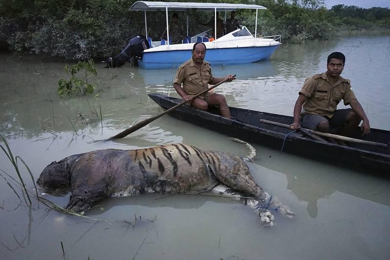 Kaziranga Carcass Count Reaches 110 As Water Recedes After The Assam Flood