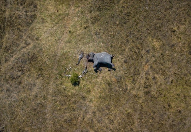 An Elephant In Botswana Was Killed Brutally For It’s Trunk And Tusks