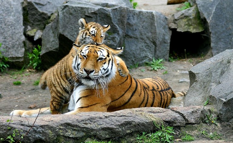 India’s Tiger Population Finally Doubles Since 2010; Maharashtra Takes Lead