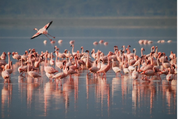 Ras Al Khor bird sanctuary- places in dubai to visit for free