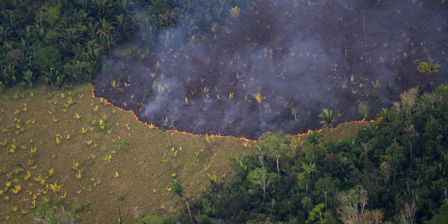 Amazon Rainforest, ‘The Lungs Of The Earth’ Are Burning, Celebrities Raise Questions On Social Media