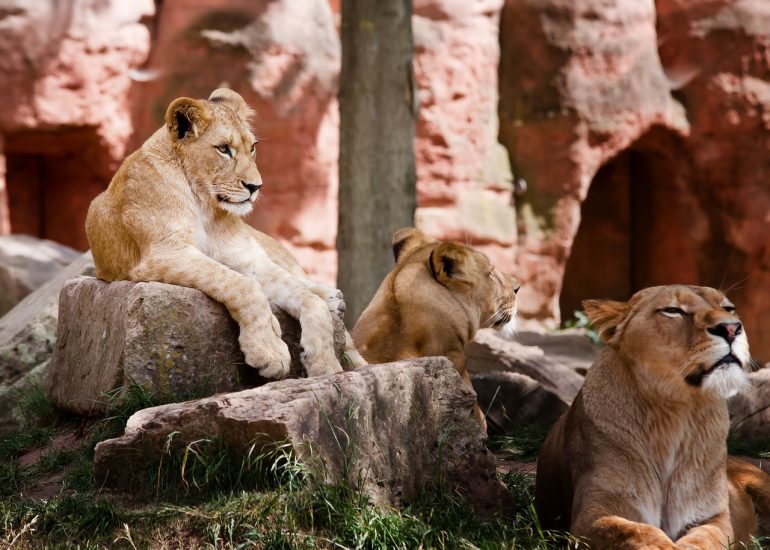 Go For An African Lion Safari Fit For A King In Kenya’s Sir Richard Branson’s Safari Camp